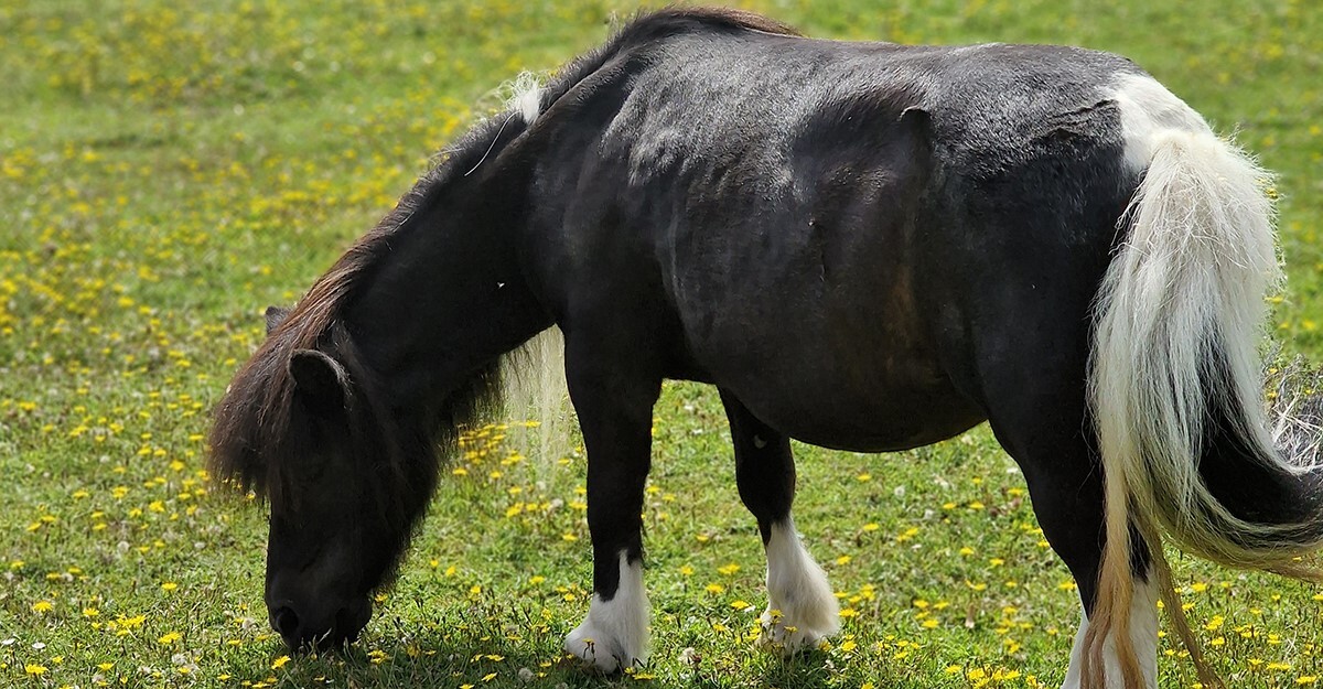 Shetland Pony