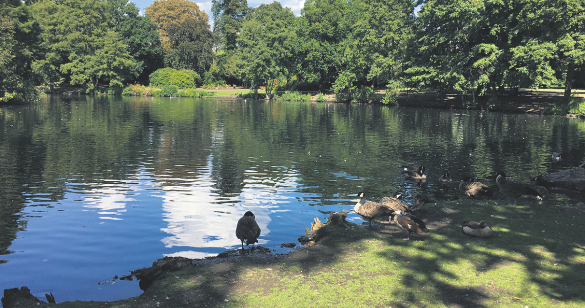 Lake with trees in background