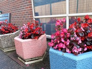 colourful begonias planted in flower pots