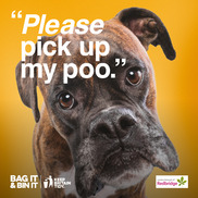 Image of a dog with the caption 'Please pick up my poo'
