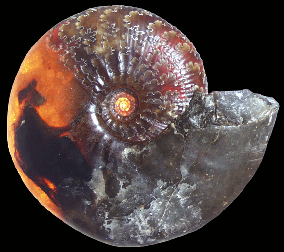 ammonite