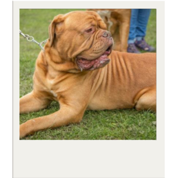 Dog show at Rotherham Show