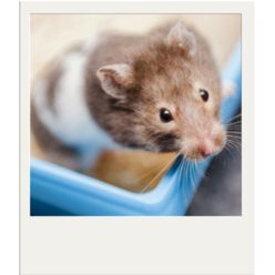 Hamster show at Rotherham Show