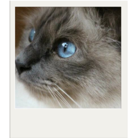 Cat show at Rotherham Show