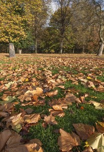 Clifton Park autumn