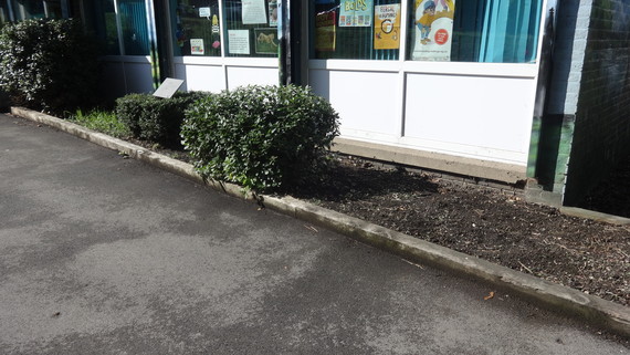 Library weed removal 2