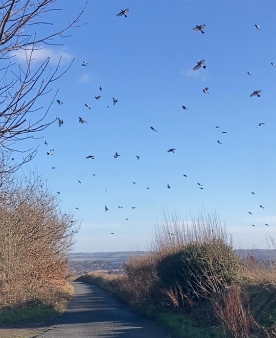 Flock of small birds