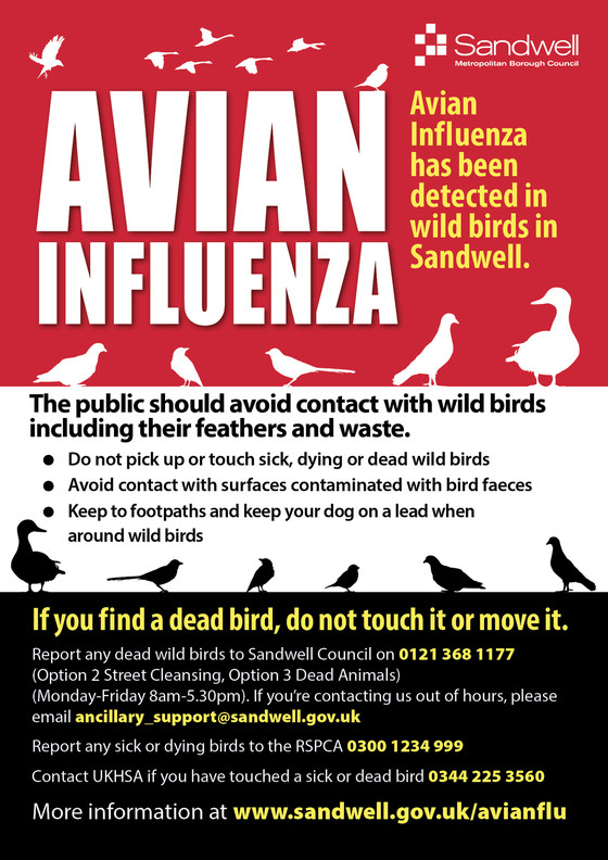 Avian Influenza in Sandwell