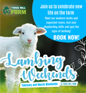 Lambing Weekends are back at Forge Mill Farm for February and March 2025
