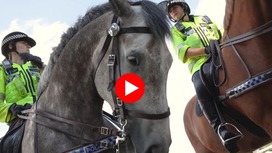 Operation Advance video thumbnail image of mounted police on horses