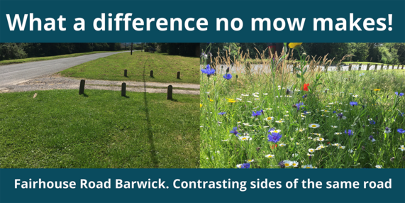 No Mow Contrasting Lawns