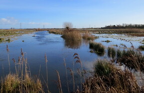 View of Steart Marshes