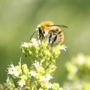 bee feeding on a wild flower
