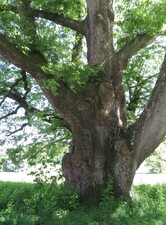 Oak Tree Frome