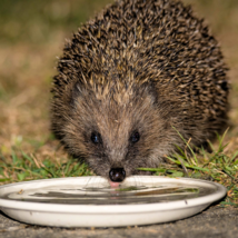 Hedgehog drinking from a shallow bowl of water in a garden