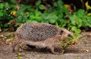 Hedgehog carrying moss