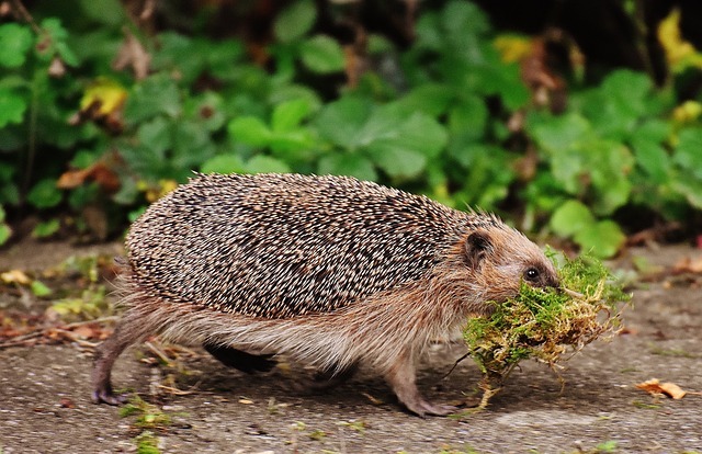 Hedgehog carrying grass in its mouth