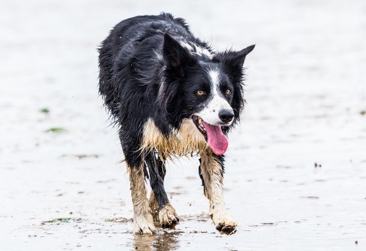 A wet Border Collie walking along the shoreline of a beach