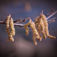 Image of common hazel seed catkin and wording saying it's seed gathering time