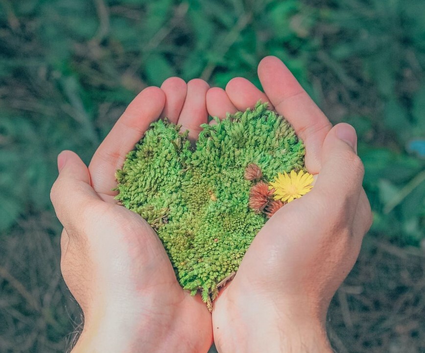 image of person holding greenery