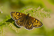 Heath fritill butterfly credit Tony Cox
