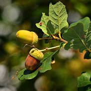 Image of acorns on an oak tree