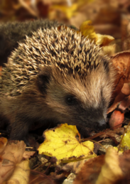 A hedhog in autumn leaves
