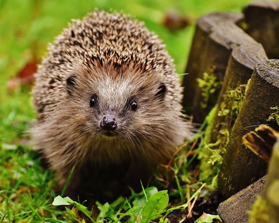 A european hedgehog in grass