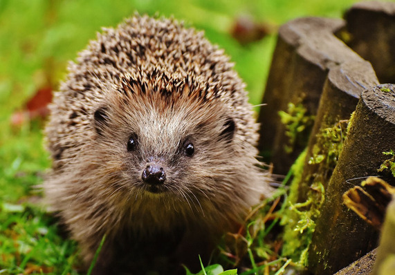 A European hedgehog in grass.
