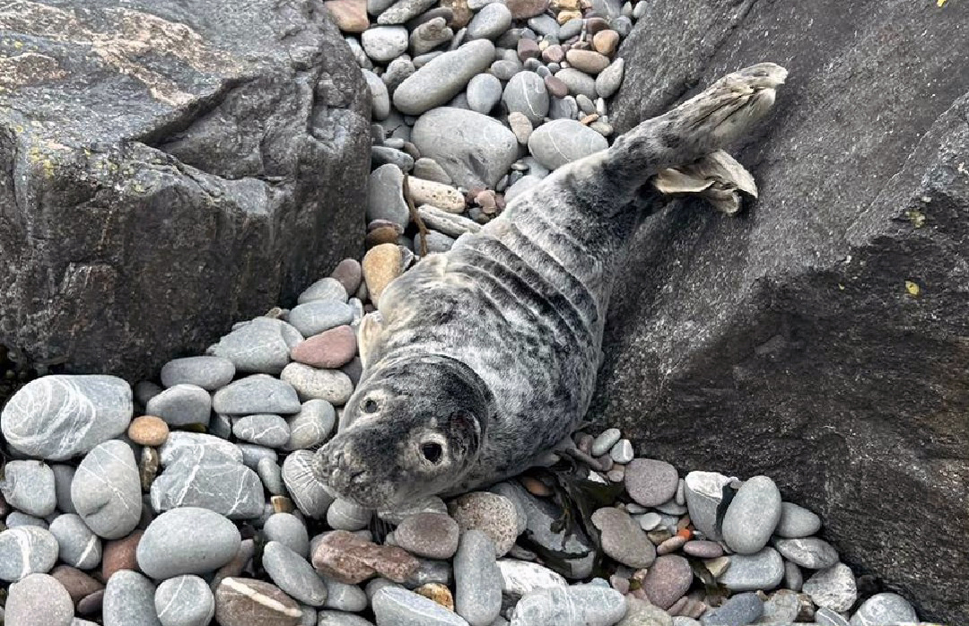 A young Atlantic grey seal pup washed ashore the rocks at Watchet Harbour.