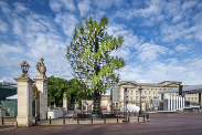 Giant “Tree of Trees” sculpture outside Buckingham Palace.