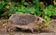 European hedgehog carrying moss.