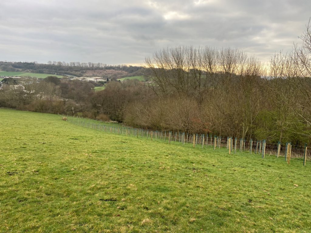 Photo of a tree planting project from Wyndham Hill