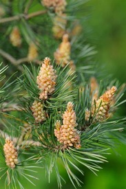 Scots pine tree with seed cones