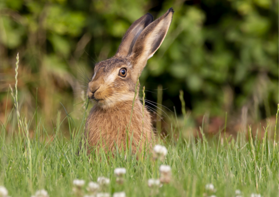 A hare sat amongst long grass