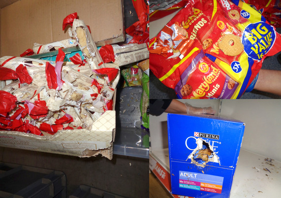 Assortment of confectionary and cat food gnawed and contaminated by rats, inclduing rat droppings.