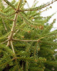 picture of a bare Christmas tree