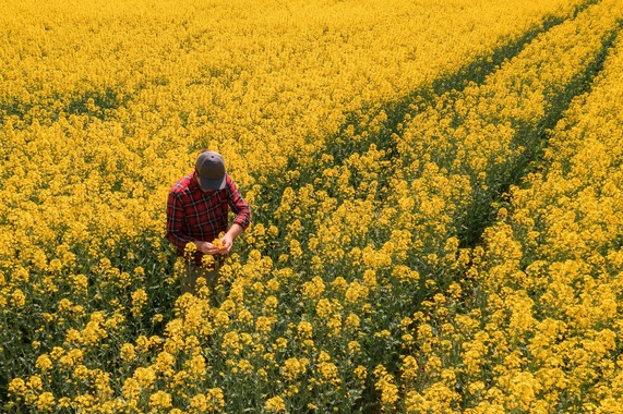 Farmer with rapeseed crop