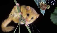 dormouse and berries