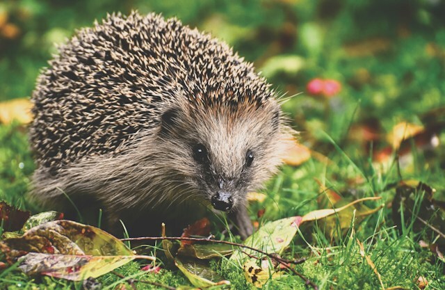 Hedgehog foraging on the ground.