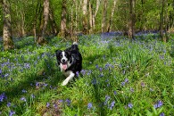 A collie dog amongst bluebells in a wood