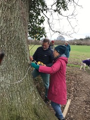Members of Green Ilminster tag an ancient oak for the Ancient Tree Register