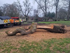 An oak tree casualty that has had a seating area cut out of it