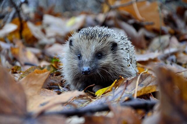 European Hedgehog amongst autumnal leaves.