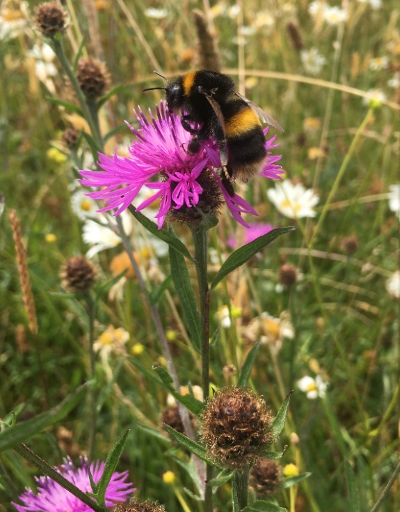 A bee feeding off a wild flower in the grasslands of Ham Hill