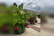 Plants outside Dunelm at Yeovil in Bloom display 2023.