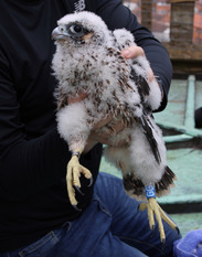 young peregrine with identification ring