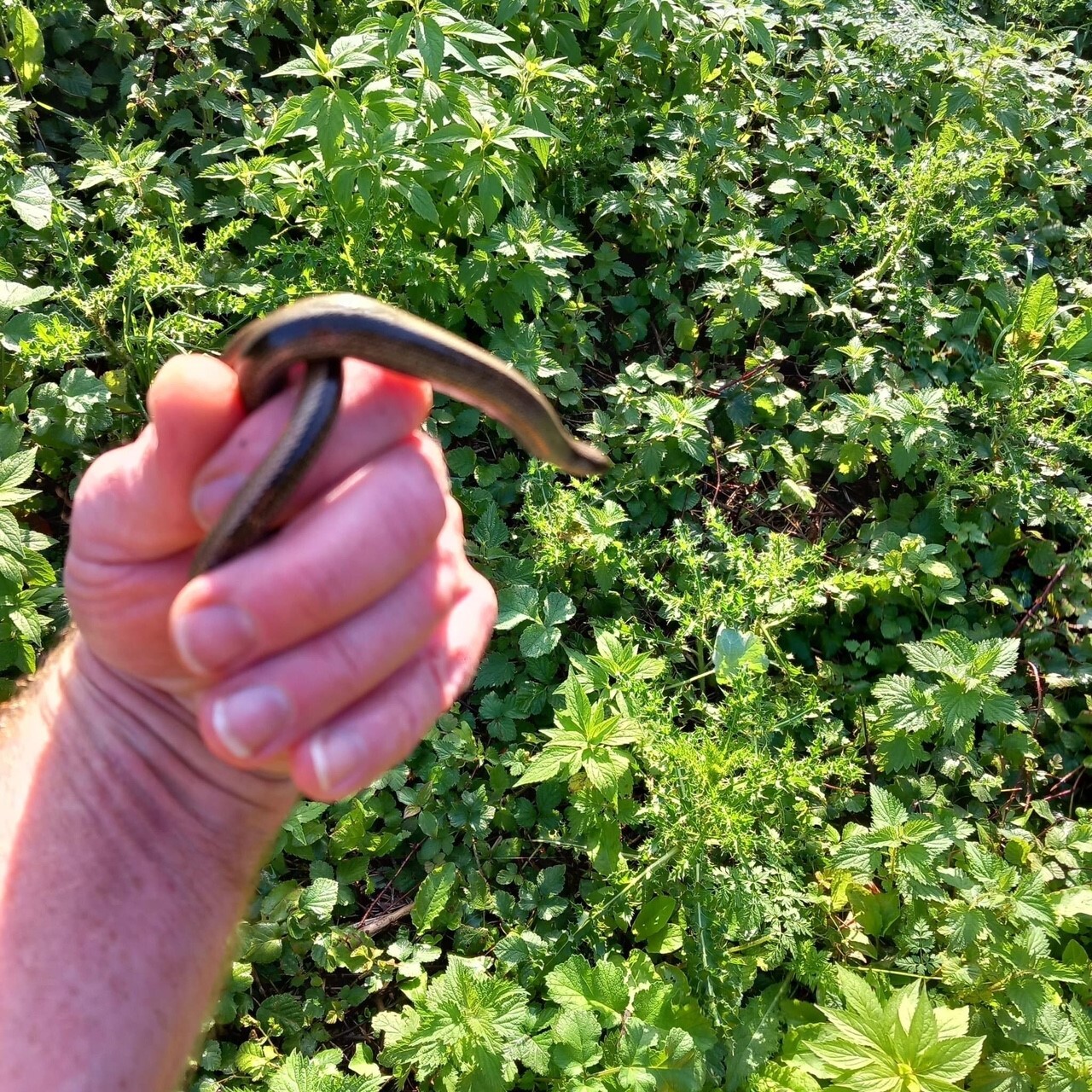 someone holding a slow worm