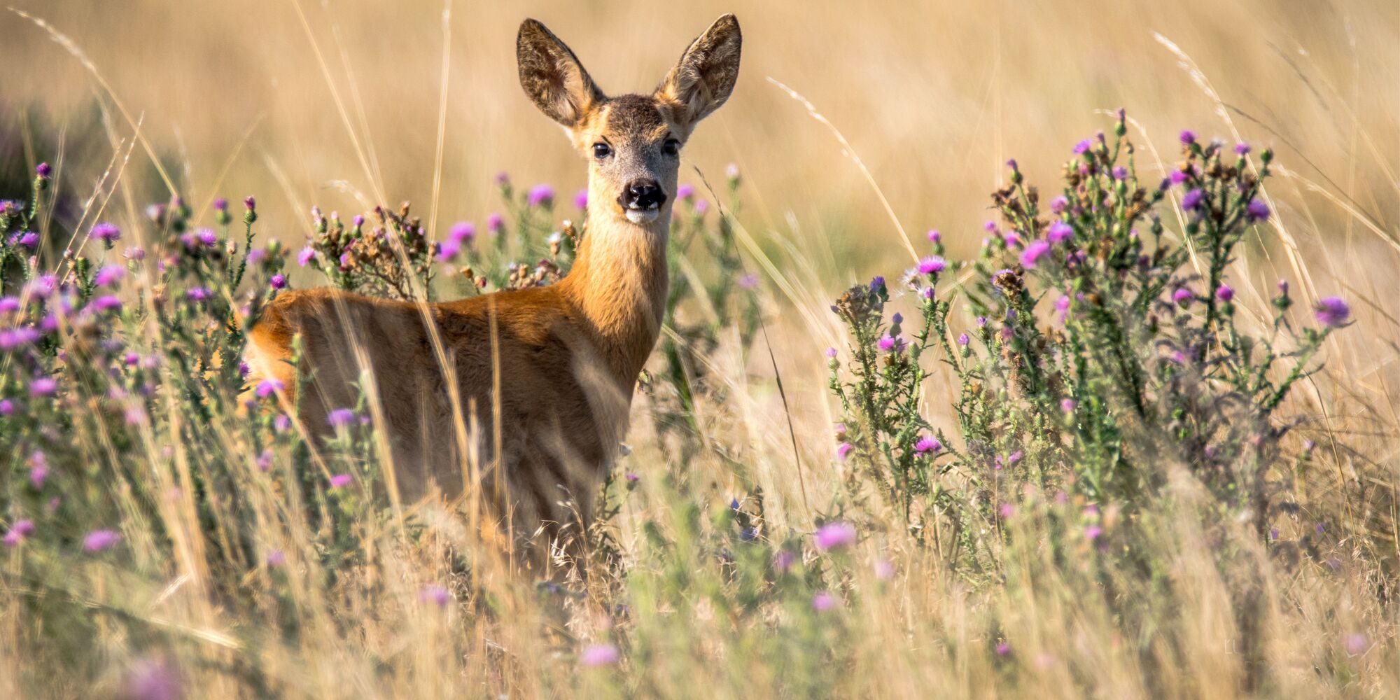 A roe deer in long grass looking towards the viewer