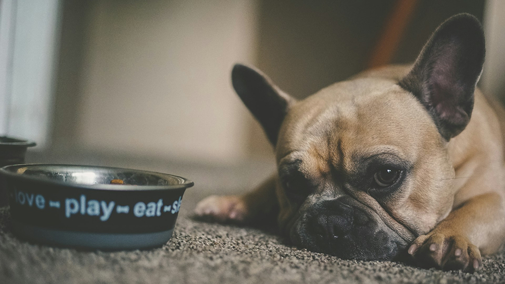 French Bulldog puppy beside a pet bowl by Chris Benson from Unsplash.